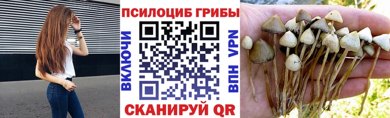 где продают наркотики  Бабаево  Псилоцибиновые грибы MAGIC MUSHROOMS 